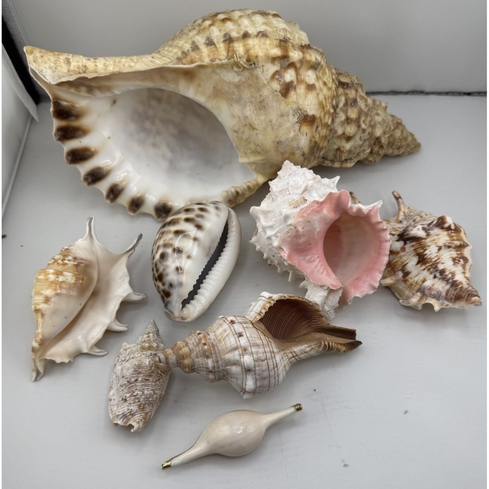 Set Of 8 VTG Estate Sea Shells Inclu. Various Sizes And Types + 10" Conch - Picture 3 of 16